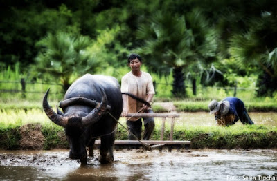 Peluang Pengembangan Pertanian Organik