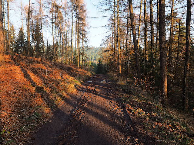 Ein matschiger Waldweg