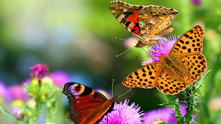 Mariposas en la naturaleza con lindos colores