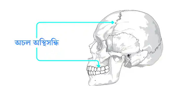 মানবদেহের কোথায় অচল অস্থিসন্ধি দেখা যায় ? অচল অস্থিসন্ধি কাকে বলে ?