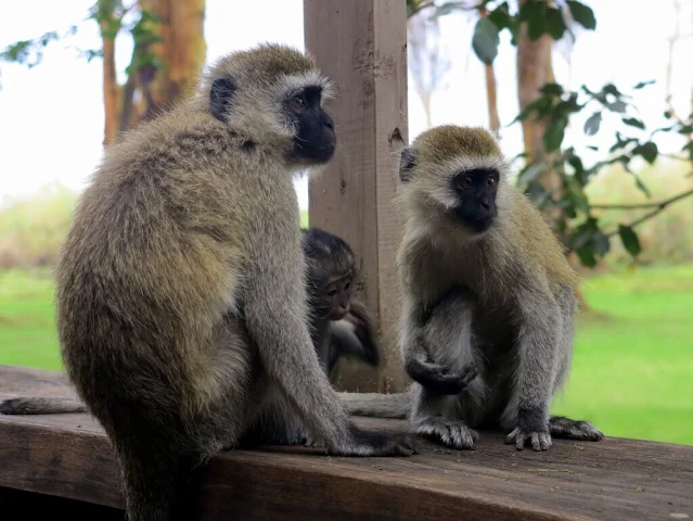 Monkeys in Mwea, Kirinyaga