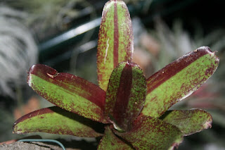 bromelia roja