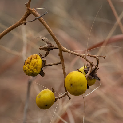 Carolina Horsenettle, Wichita Mountains National Wildlife Refuge