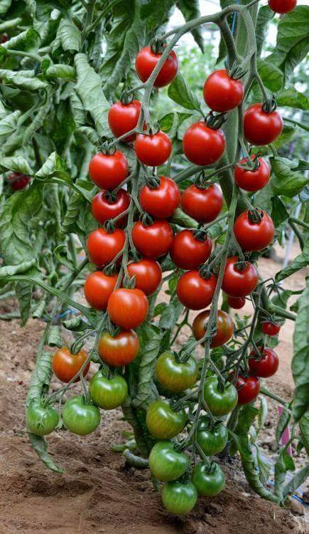 Cara Budidaya Tomat Cherry Petani TOP 