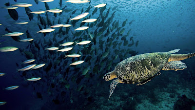 turtle and fishes hd desktop background wallpaper