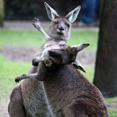 The Best Animal Photos of 2010