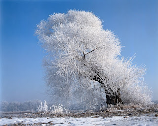 Winter Tree