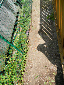 Toronto Summer Weeding and Garden Cleanup After East York by Paul Jung Gardening Services--a Toronto Gardening Company