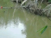 Tips mancing ikan gabus