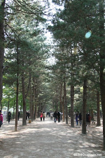 Chuncheon Winter Sonata