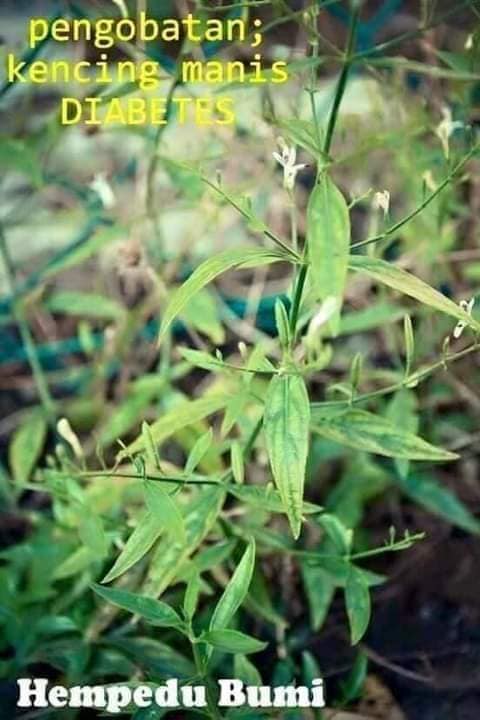 hempedu bumi pokok khasiat penawar penyakit