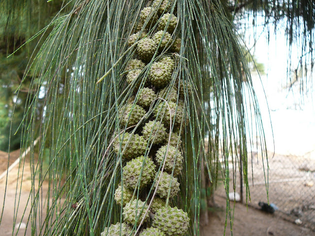 Casuarina ou Casuarina equisetifolia Pinheiro-da-praia, Pinheiro-australiano, Pinus-australiano
