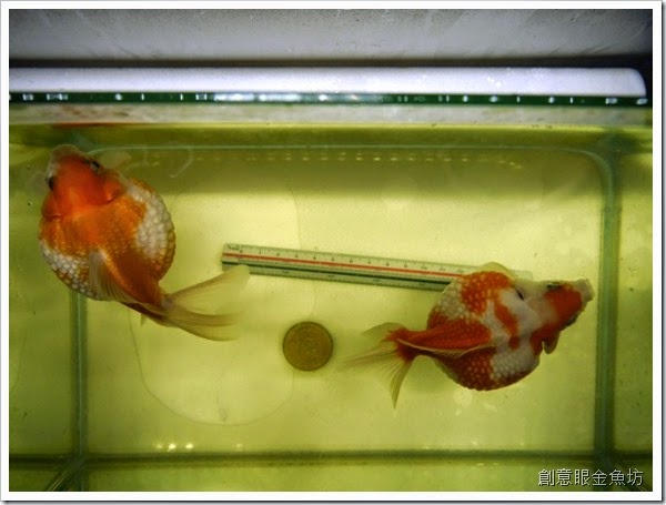 創意眼金魚坊 專營精緻金魚 特殊金魚 買金魚 找金魚 賣金魚請來專業金魚水族館 金魚專賣店 金魚專門店 歡迎有開店時間現場參觀 進魚快訊 新進魚隻種類價格