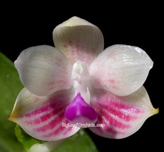 Orchid Phalaenopsis javanica