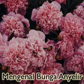 Mengenal Bunga Anyelir