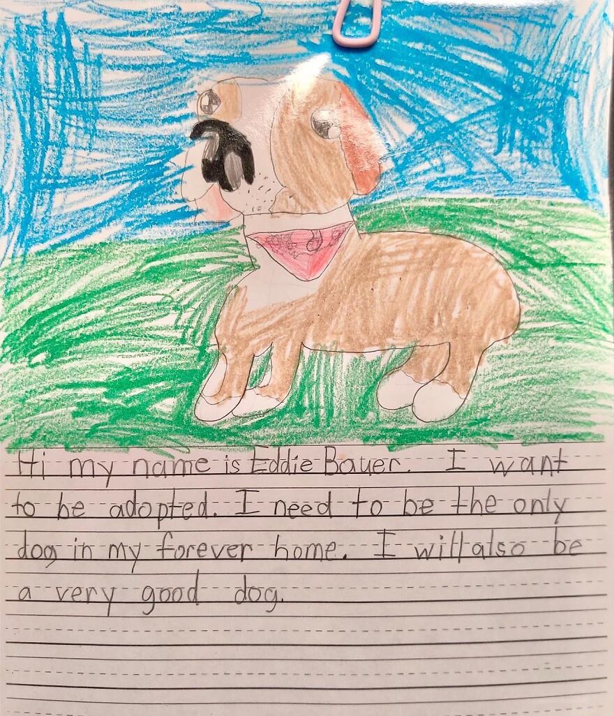 Essays for animal shelter written by kids all dogs got adopted
