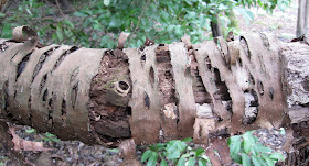 Decaying branch of a cherry or relative, Prunus species, with the bark still present in strips around the remains of the wood.  18 February 2012.