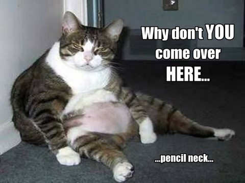 Funny+Fat+Cat+_4.jpg