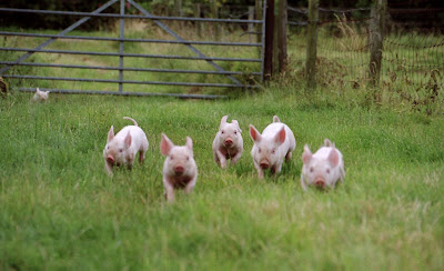 Running Piglets, by Liz Andreozzi