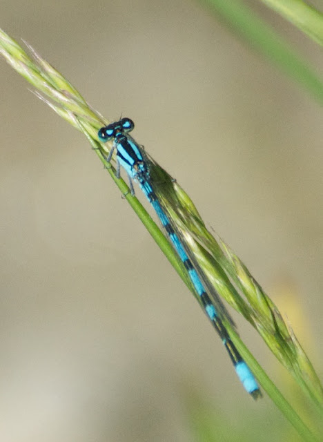 Bluet (Enallagma sp)