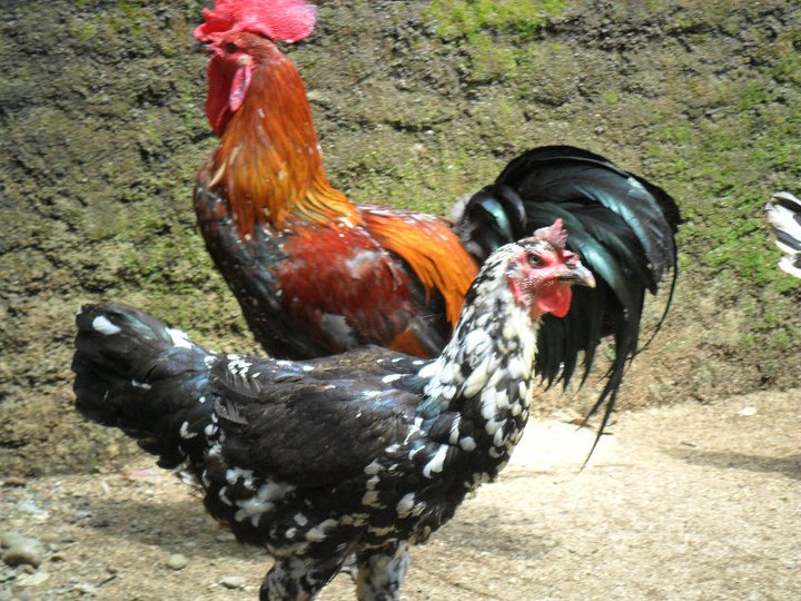 25+ Konsep Terkini Gambar Ayam Pelung Asli