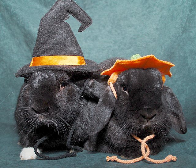 Rabbits Halloween  Buns