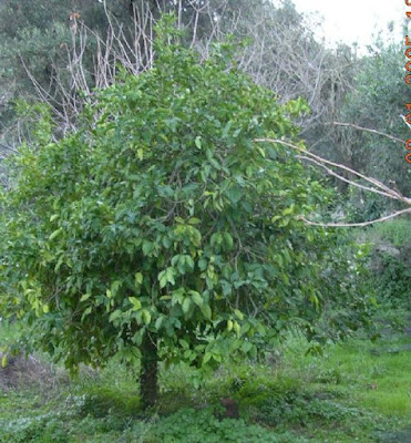 Κερκυραϊκό Περγαμόντο