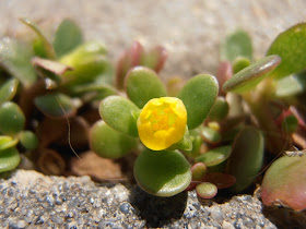 VERDOLAGA: Portulaca oleracea