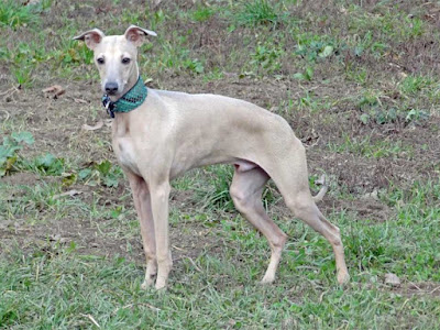 italian greyhound, italian greyhound breeders, miniature greyhound, miniature italian greyhound, italian greyhound dog, greyhound puppies, italian greyhound coat