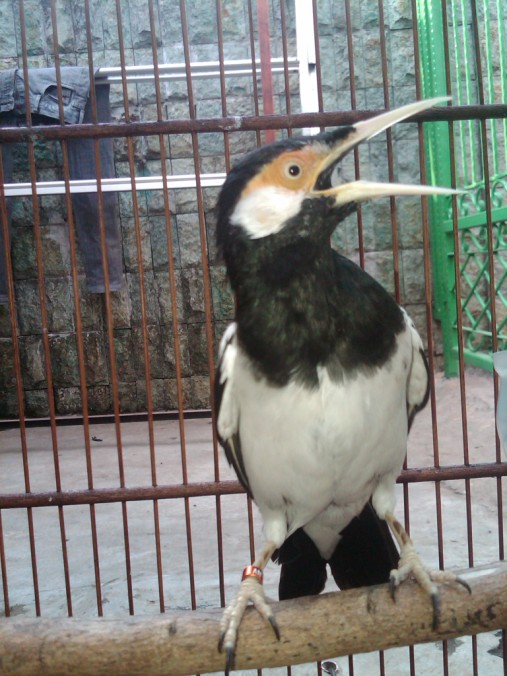 Harga Burung JALAK SUREN  Burung ZOO