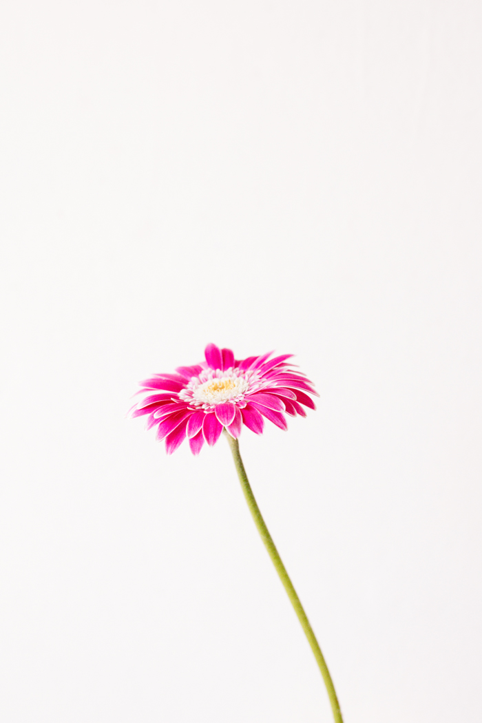 pink gerbera