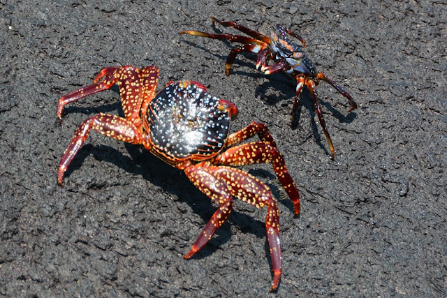 Punta Morena crabs