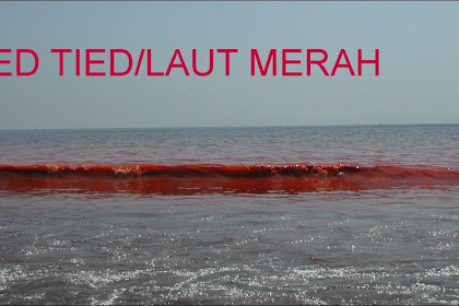 Kehidupan Di Laut Merah