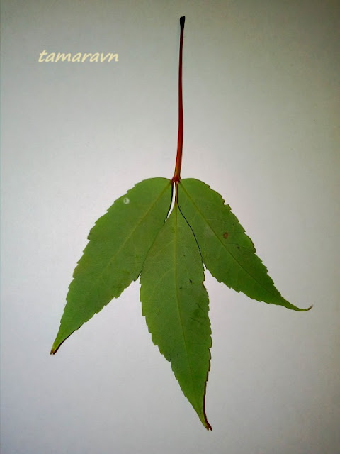 Клён маньчжурский (Acer mandshuricum)