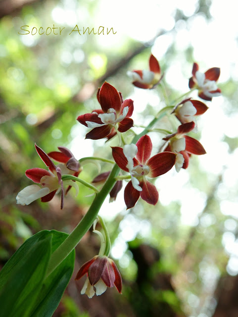 Calanthe discolor