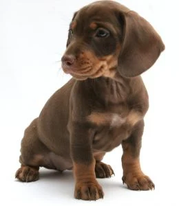 Anjing Tekel / Dachund