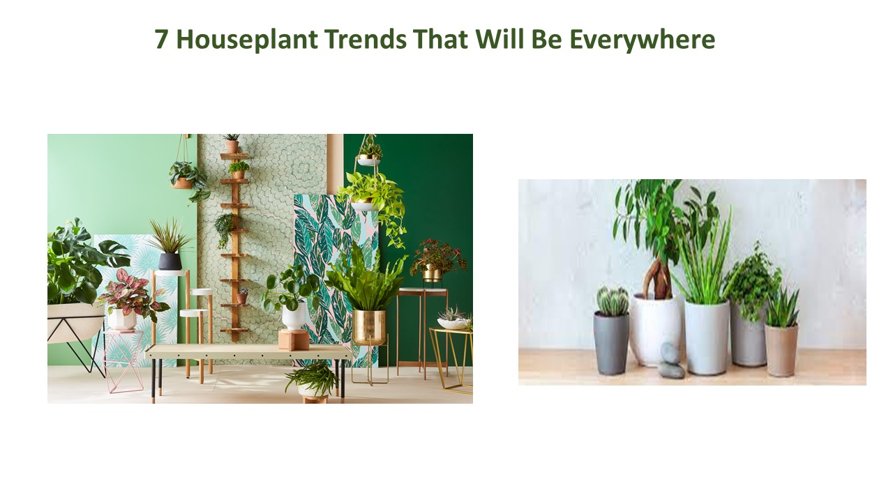 7 Houseplant Trends That Will Be Everywhere