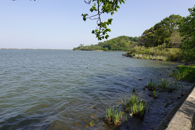 鳥取県東伯郡湯梨浜町松崎