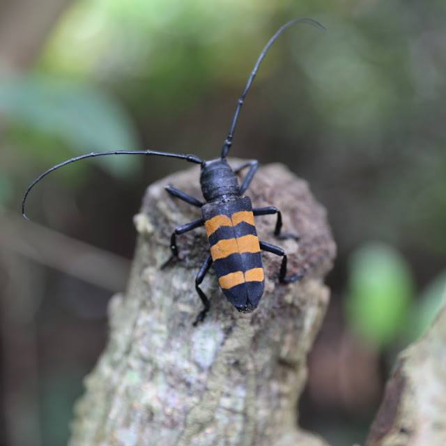 the longhorn beetle