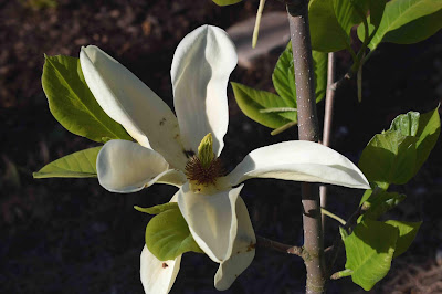 Magnolia odmiany 'Elizabeth'