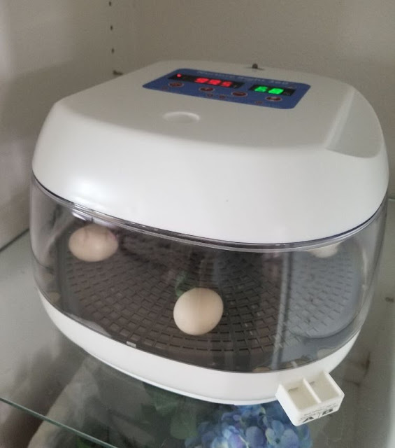 tips for hatching chicken eggs