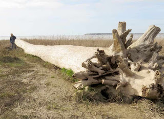 Driftwood washed up at Talmont-sur-Gironde