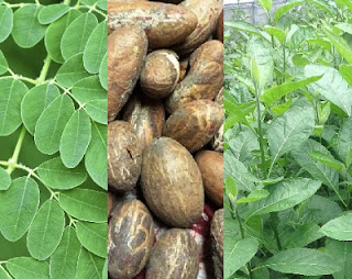 How Bitter Leaf, Kola, Moringa Other Herbs Magically Cures HIV - New Research By Medical Profs. Reveals, Validates