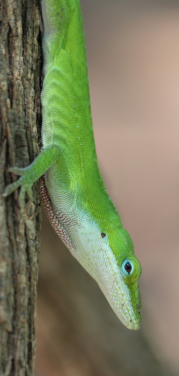 Photo of a green lizard.