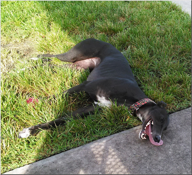 Dusty taking a breather at Gary B Jones Park