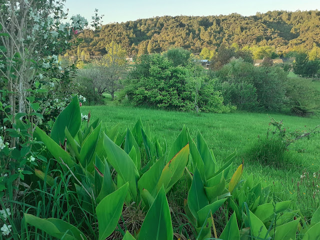 Over the canna leaves to the orchard