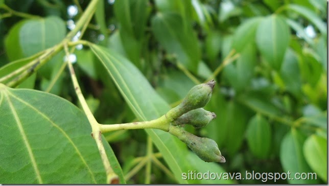 fruto da canela