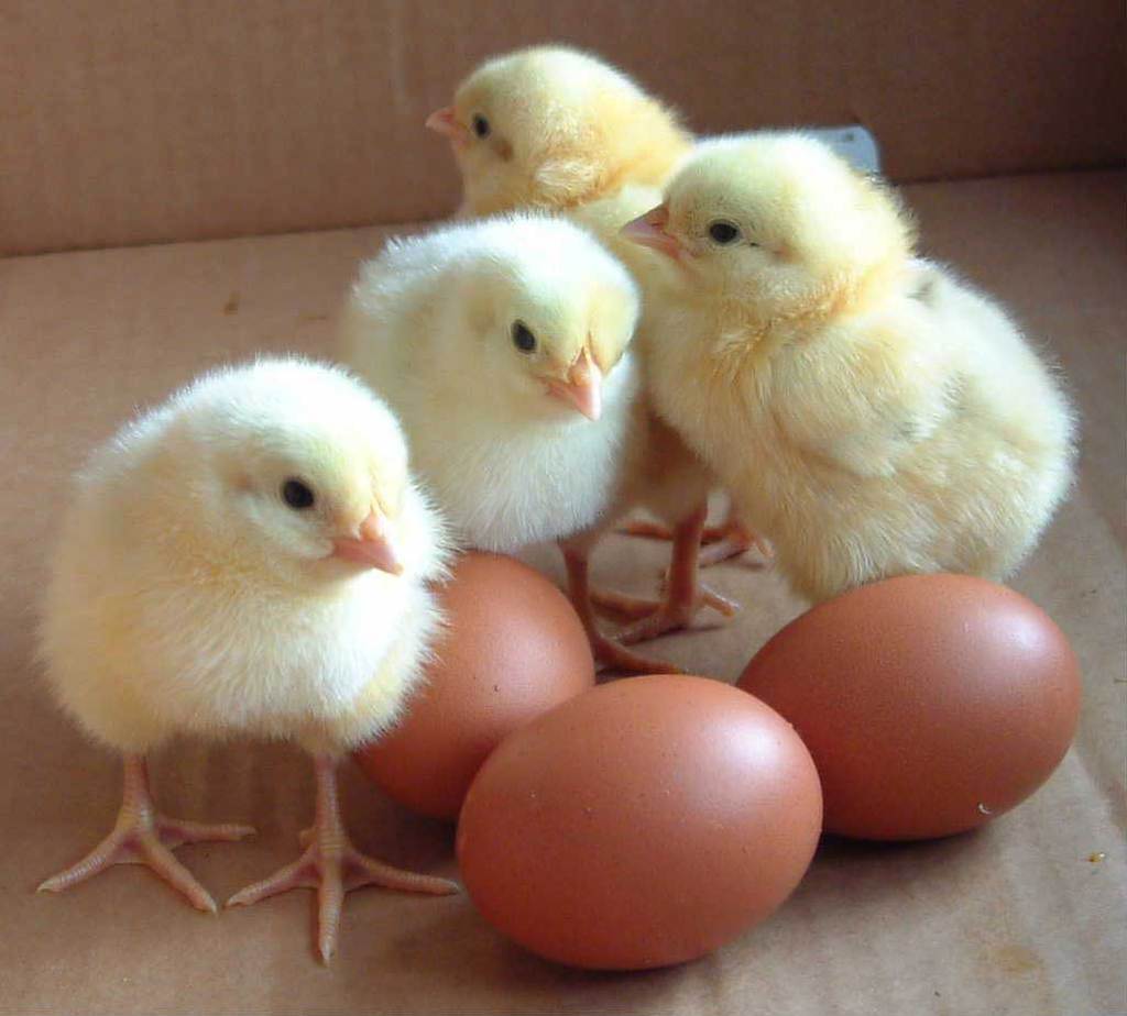 Cute Baby Chicks