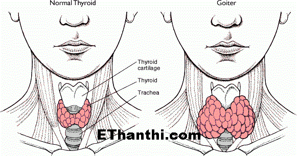 Does the male have a thyroid?