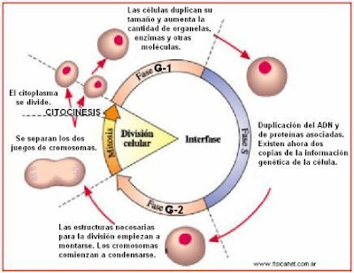 fases del ciclo celular